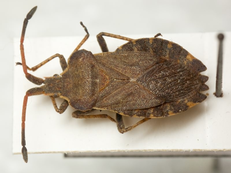 Enoplops scapha (Fabricius, 1794)